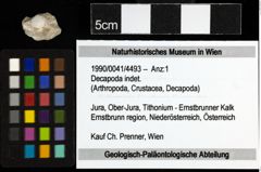 Foto (Objekt + Etiketten) von Decapoda indet. 